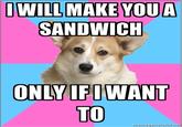 Critical Feminist Corgi