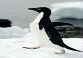 Socially Awkward Penguin