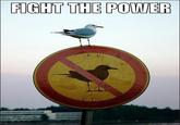 Row Row Fight the Powah