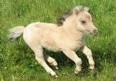 Ponies