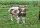 Ponies