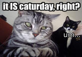Caturday