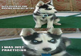 Insanity Puppy