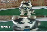 Insanity Puppy