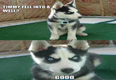 Insanity Puppy