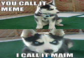 Insanity Puppy