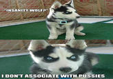 Insanity Puppy