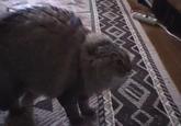 NONONONO Cat