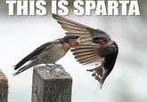 This Is Sparta!