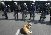 Riot Dog