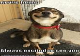 Good Dog Greg