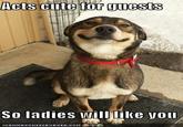 Good Dog Greg