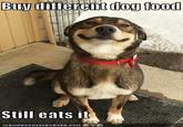 Good Dog Greg