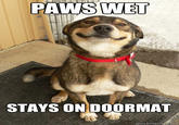 Good Dog Greg