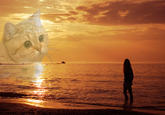 Starecat / Grafics Cat