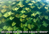 Steve Irwin/Stingrays
