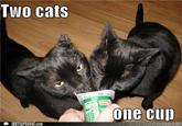 2 Girls 1 Cup