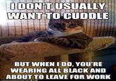 The Most Interesting Cat in the World