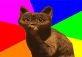Ooh Cat