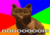 Ooh Cat
