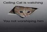 Ceiling Cat
