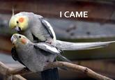 I Came