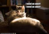 I need an adult