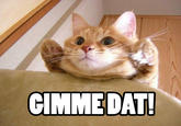 LOLcats