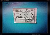 Maru the Cat