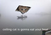 Ceiling Cat