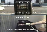 Yes, This is Dog