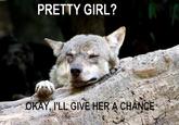 Ignorant to Adversity wolf
