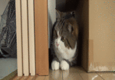 Maru the Cat