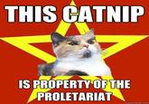 Lenin Cat