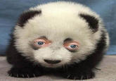 Steve Buscemeyes