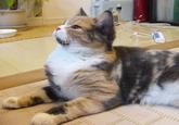 Lenin Cat