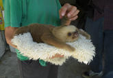 Cute Animals