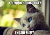 First World Problems Cat