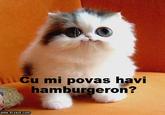 Cats