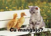LOLcats