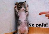 LOLcats
