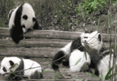 Cute Animals