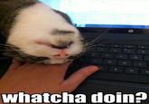 LOLcats