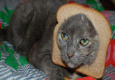 Cat Breading