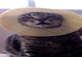 Cat Breading