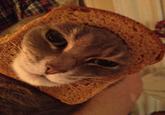 Cat Breading