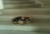 My Faggot Dog