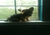 My Faggot Dog