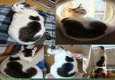 Catception