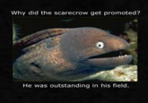 Bad Joke Eel